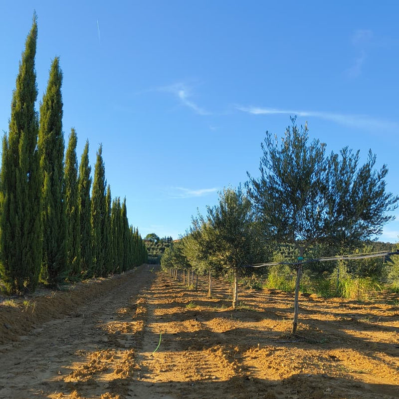 Harvest 2026: Innovation and Sustainability Meet Ancient Tuscan Tradition