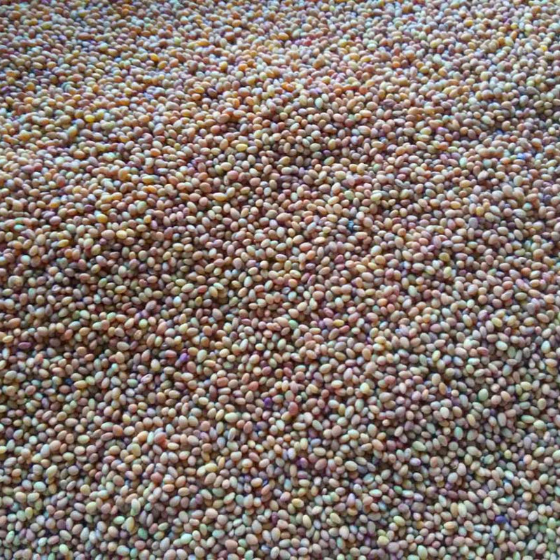 The Egyptian Clover: a Ley Ally of Organic Farmers
