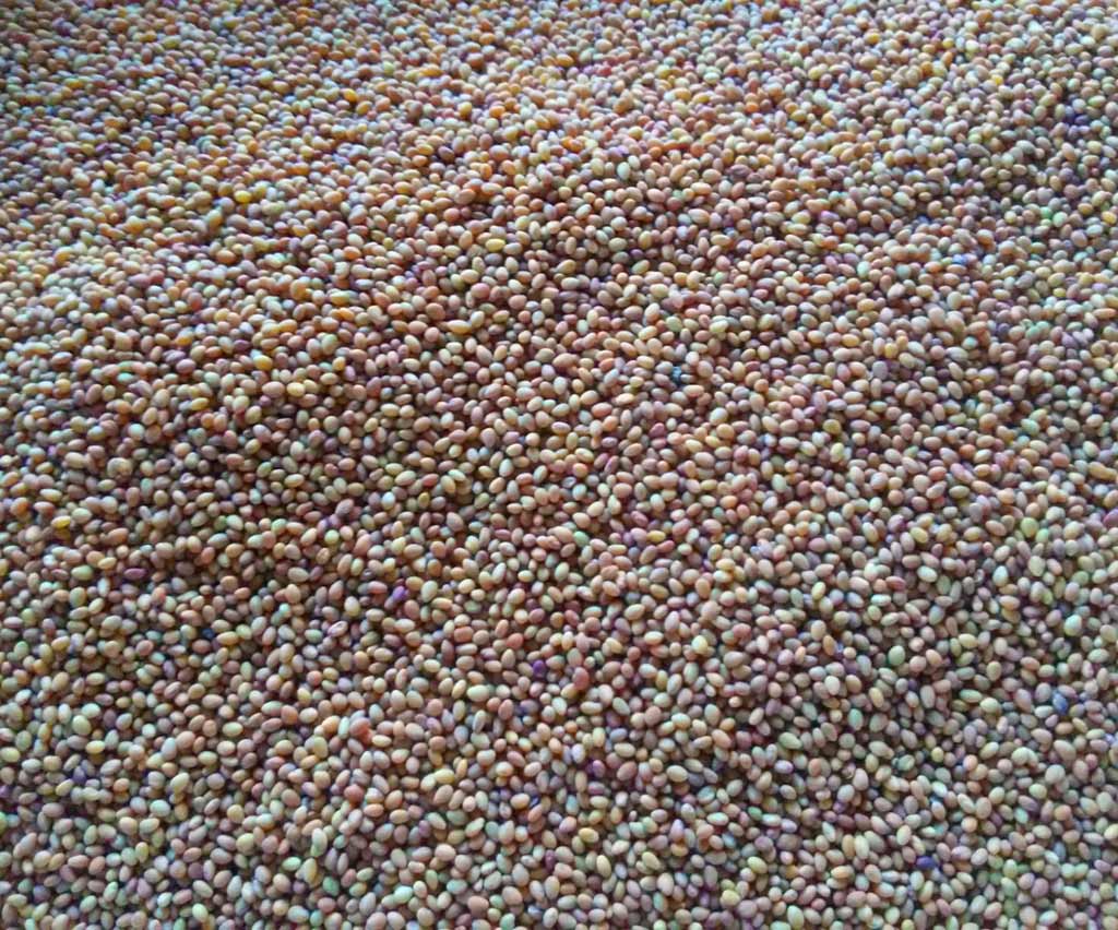 Il trifoglio alessandrino: un alleato fondamentale degli agricoltori biologici