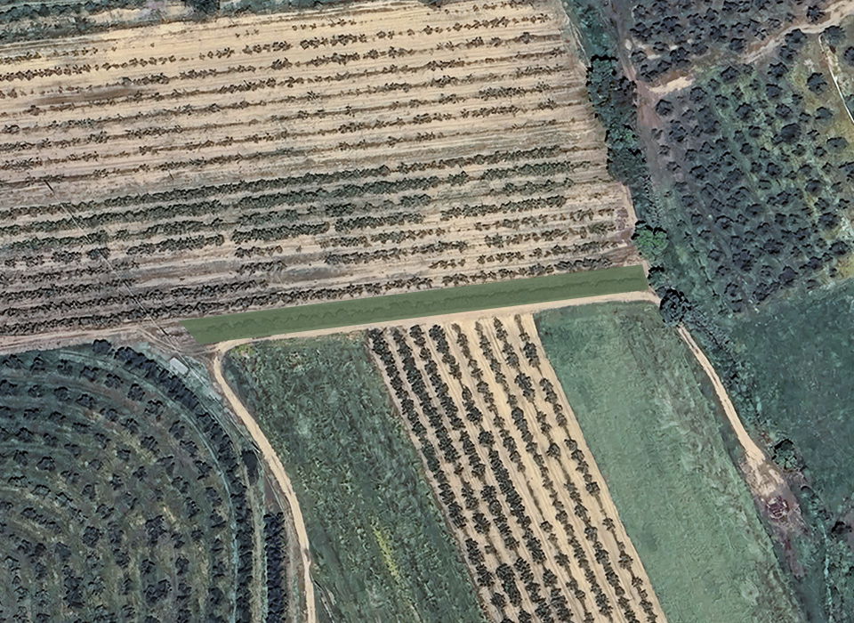 Our Cipressino field