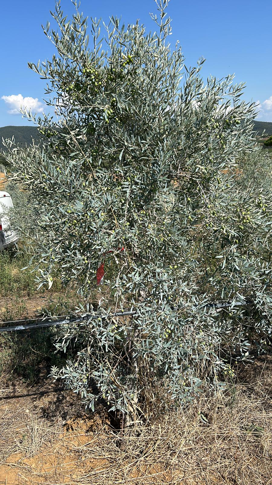Organic Monovarietal Diana