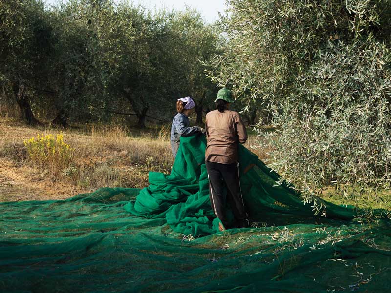 Organic PGI Toscano il Poggio