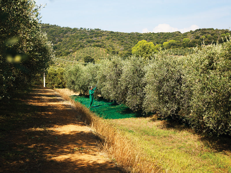Organic PGI Toscano il Poggio