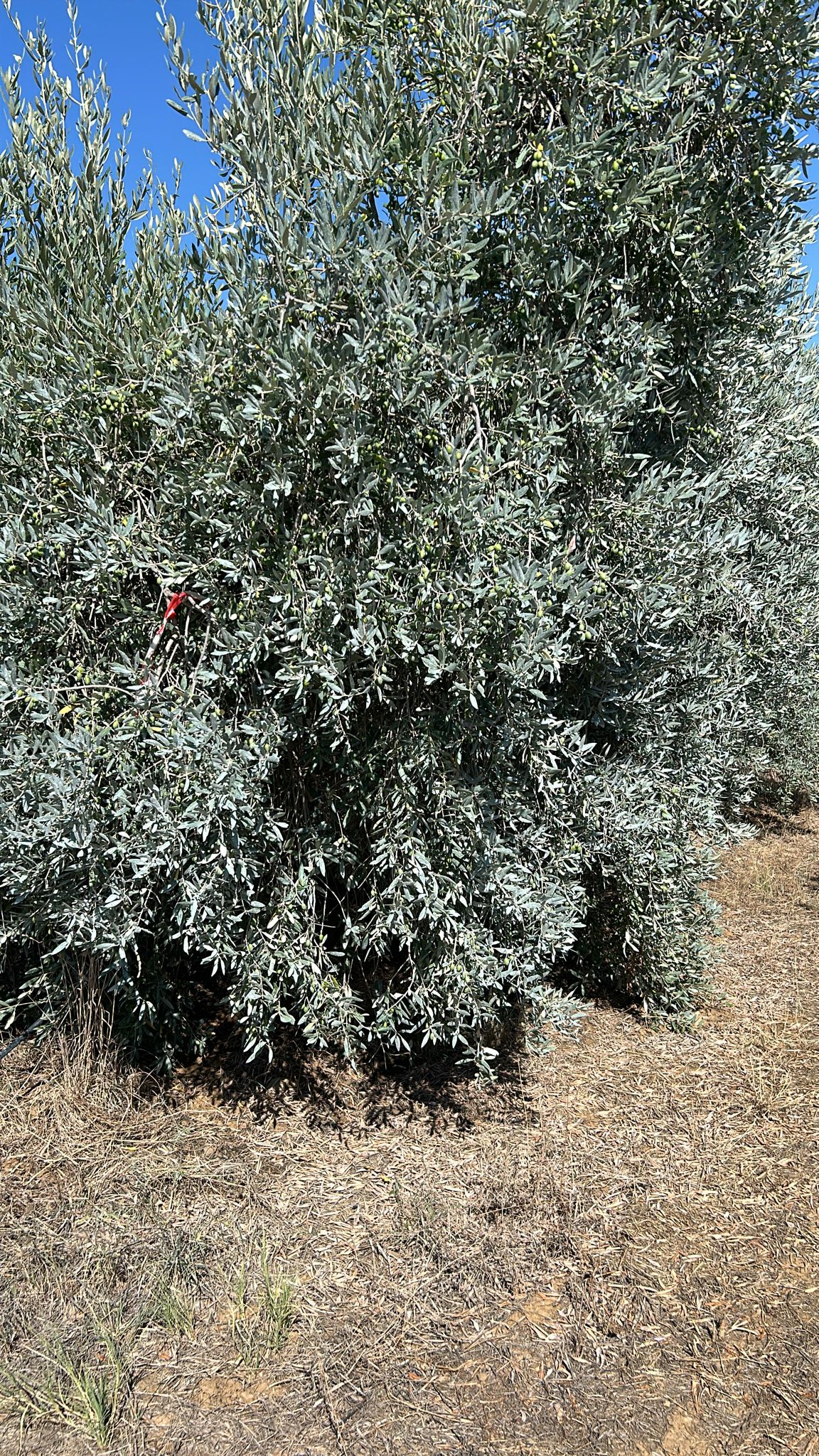 Organic PGI Toscano Monovarietal Leccino