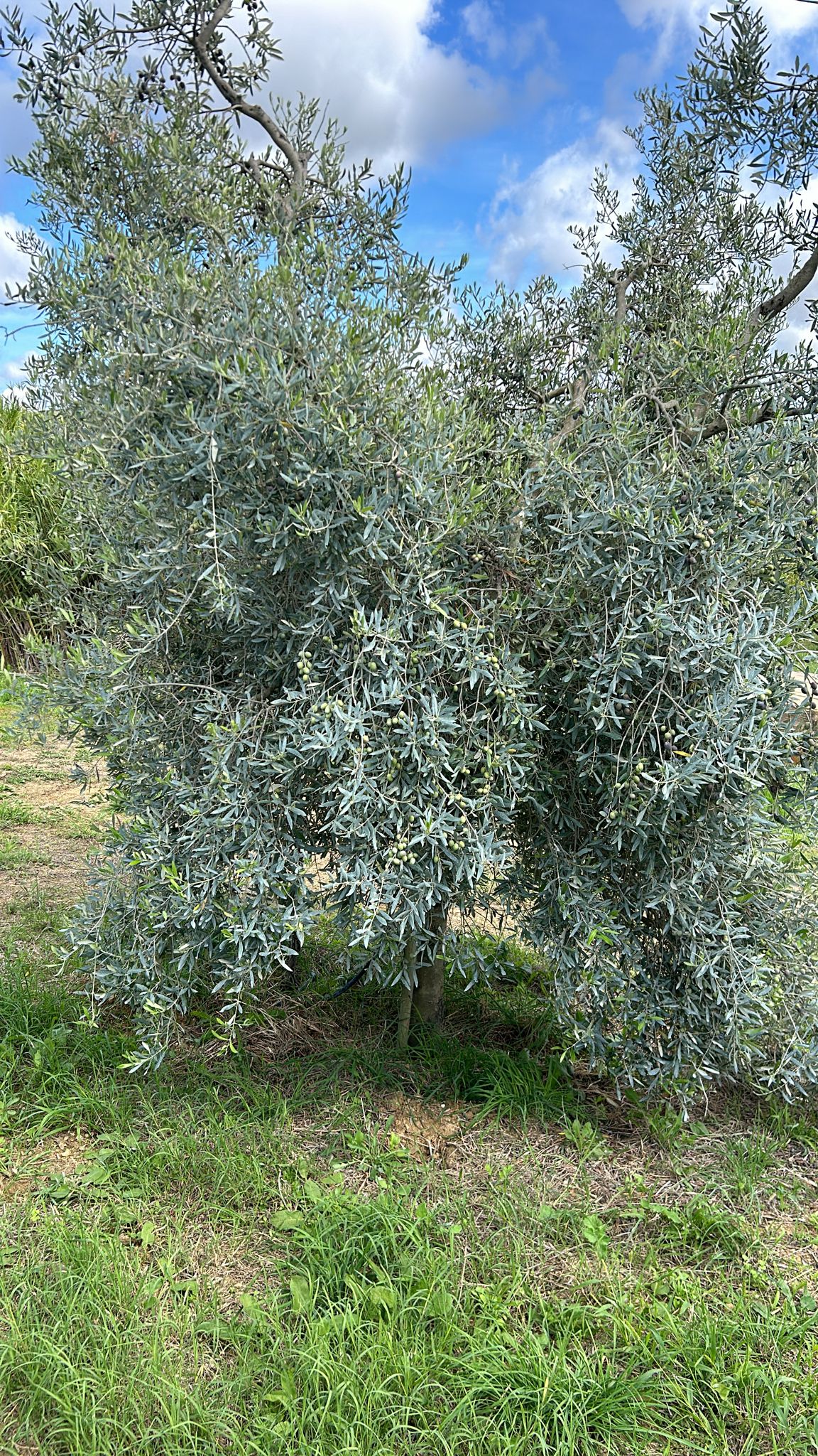 Organic Monovarietal Maurino