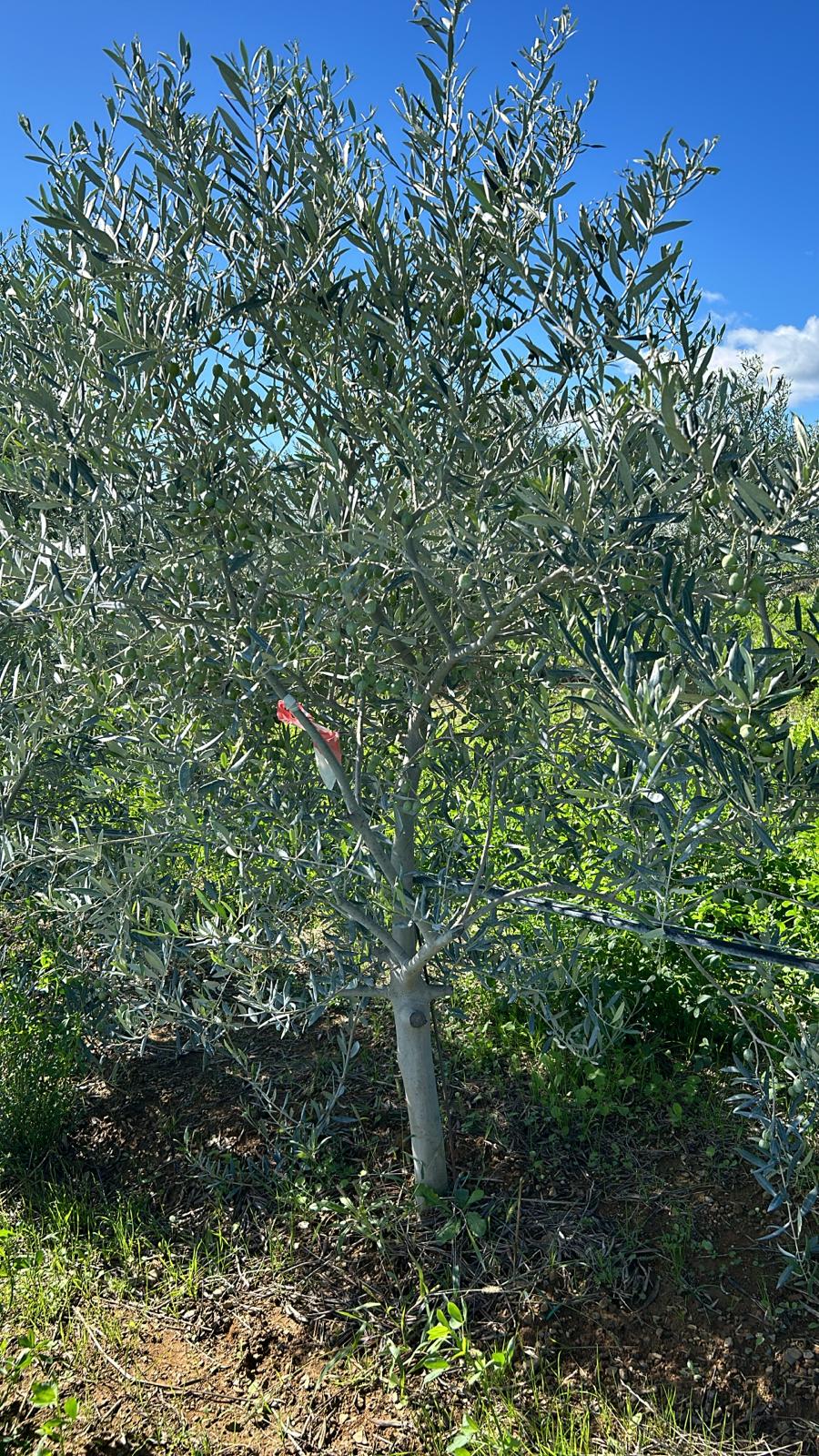 Organic Monovarietal Semidana