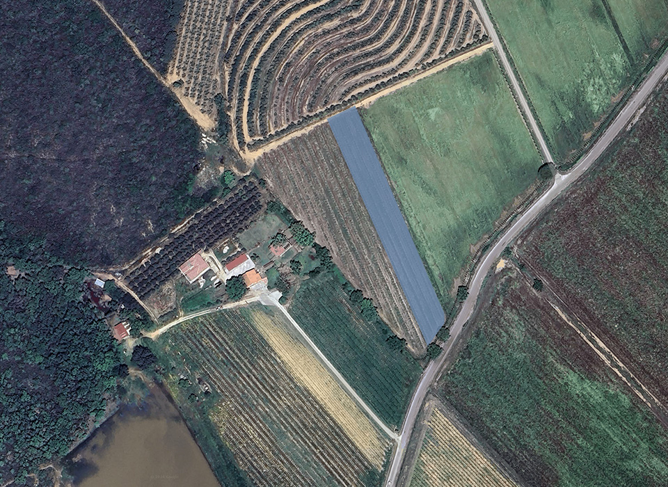 Our Tosca field
